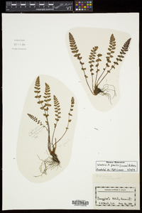 Woodsia gracilis image