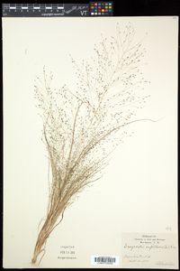 Eragrostis capillaris image