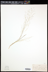 Eragrostis capillaris image