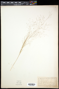 Eragrostis capillaris image