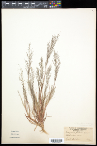 Eragrostis frankii image