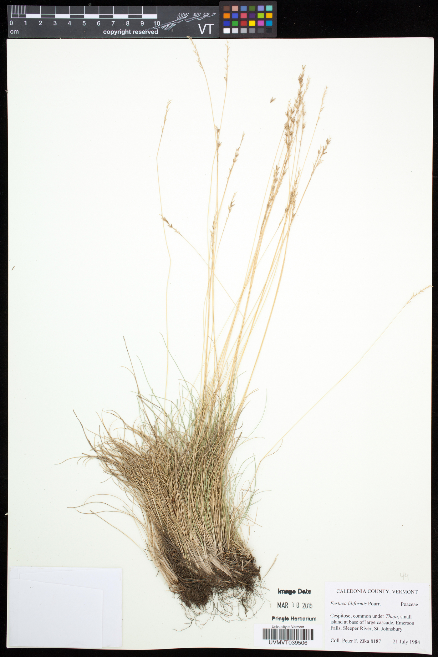 Festuca filiformis image