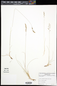 Festuca ovina image