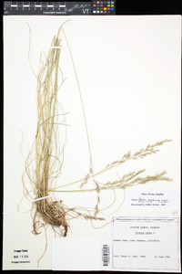 Festuca rubra image