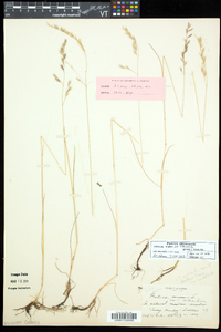 Festuca rubra subsp. vallicola image