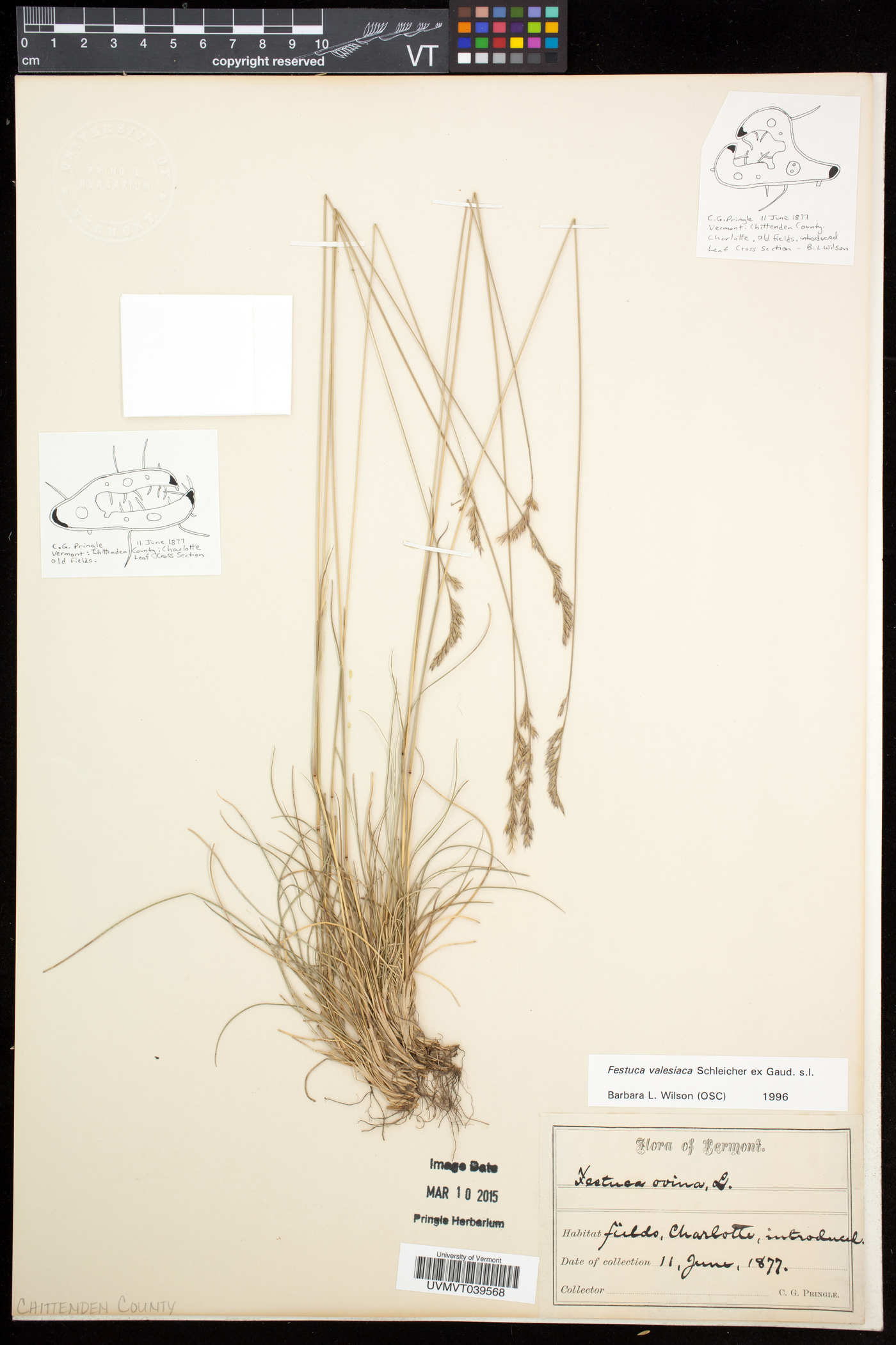 Festuca valesiaca image