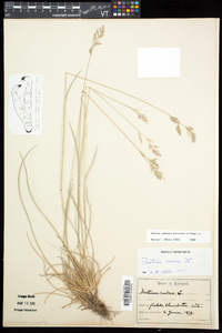 Festuca valesiaca image