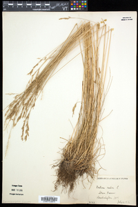 Festuca rubra image