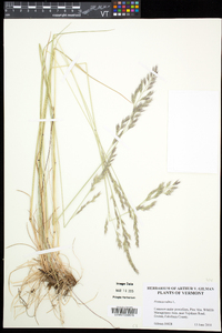 Festuca rubra image