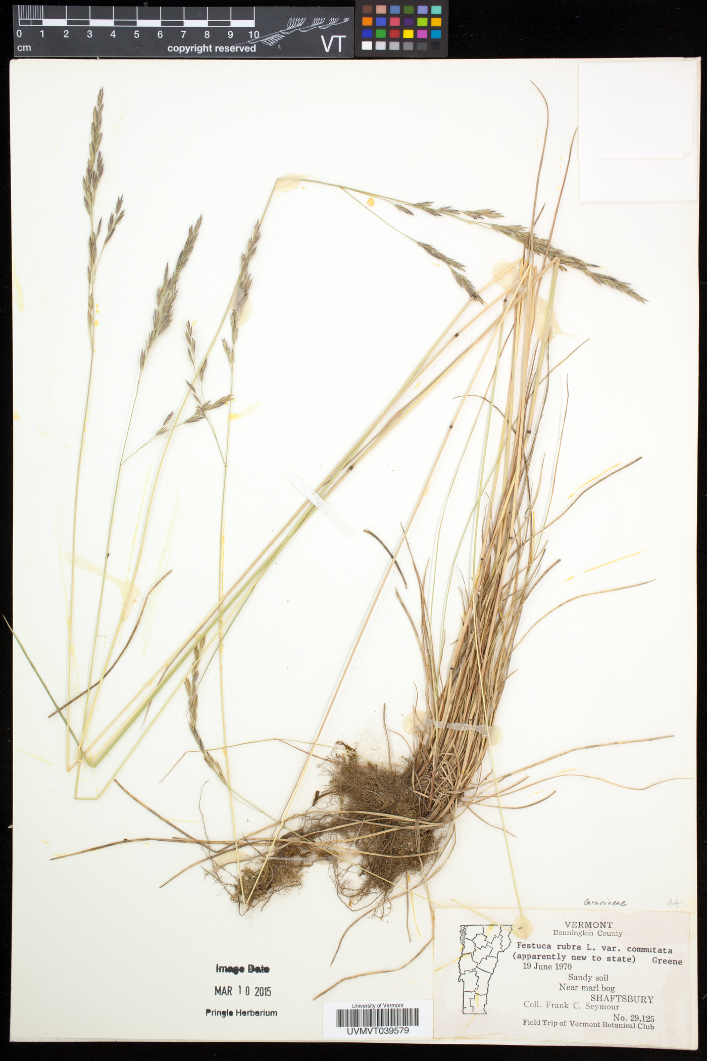 Festuca rubra subsp. commutata image