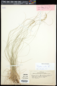 Festuca rubra image