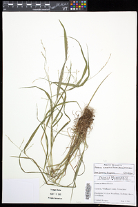 Festuca subverticillata image