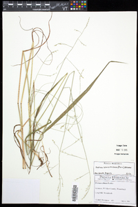 Festuca subverticillata image