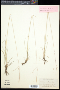 Festuca rubra image