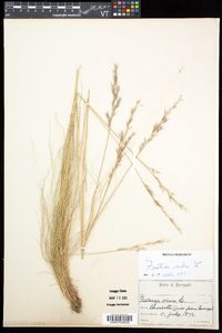 Festuca rubra image