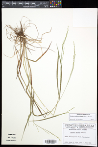 Festuca subverticillata image