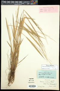 Festuca subverticillata image