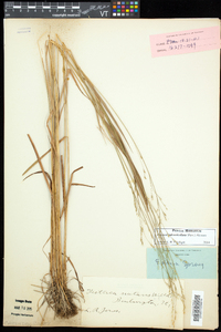 Festuca subverticillata image