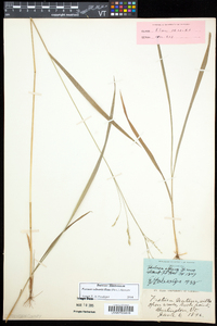 Festuca subverticillata image