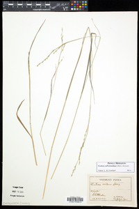 Festuca subverticillata image