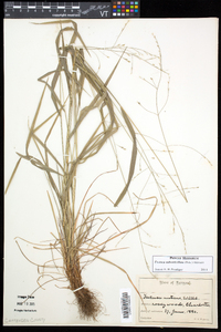 Festuca subverticillata image