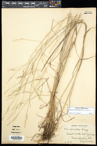 Festuca subverticillata image