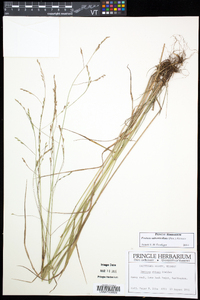 Festuca subverticillata image