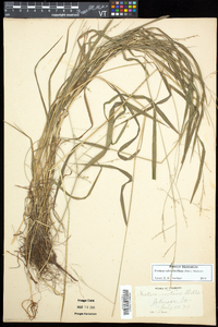 Festuca subverticillata image