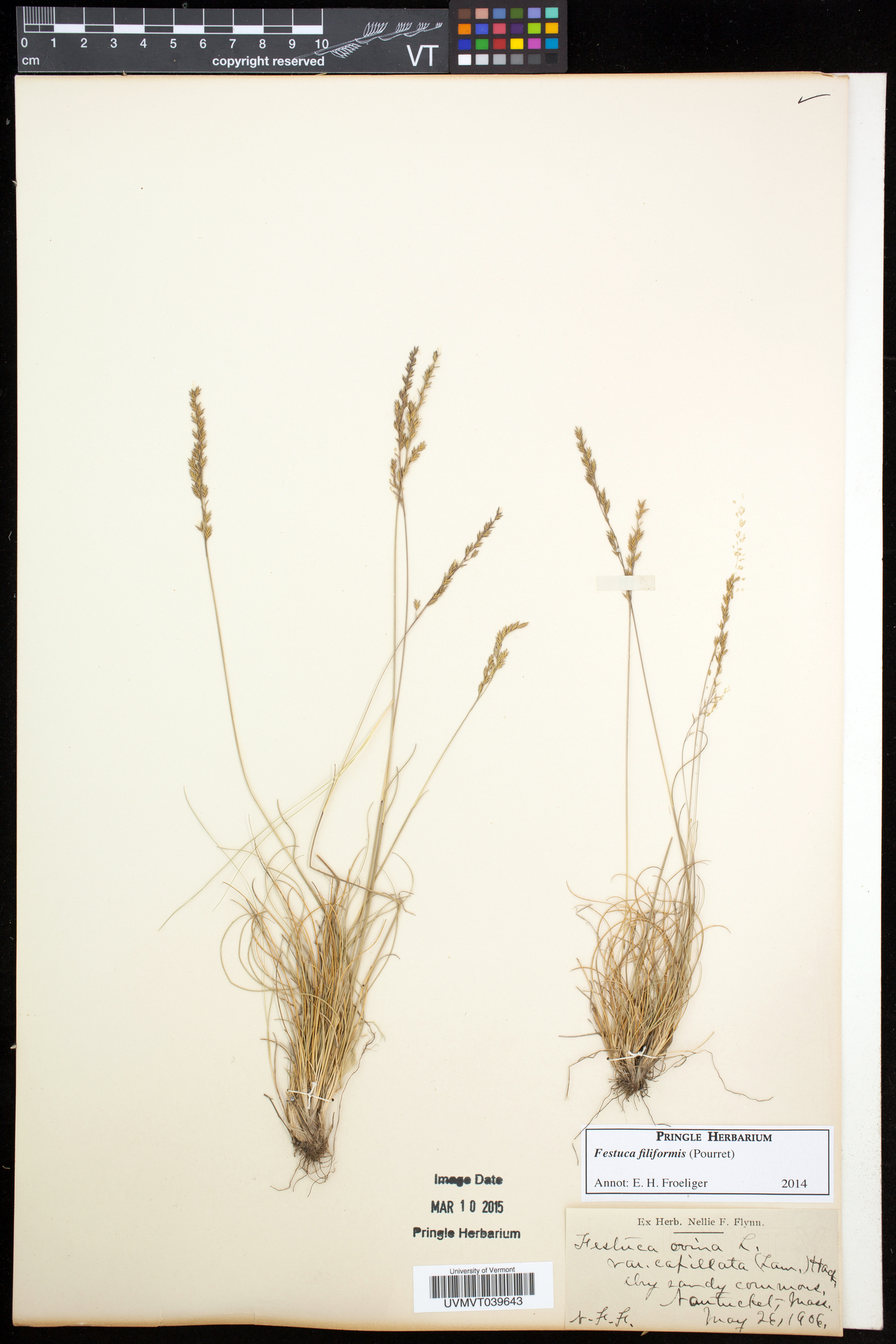 Festuca filiformis image