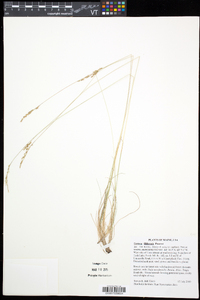 Festuca filiformis image