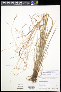 Festuca subverticillata image