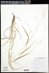 Festuca subverticillata image