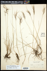 Festuca prolifera image