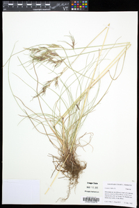 Festuca rubra image