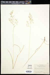 Festuca rubra image