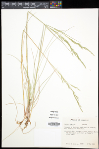 Festuca rubra image