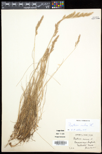 Festuca rubra image