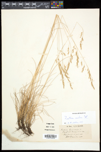 Festuca rubra image