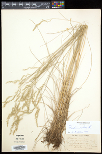 Festuca rubra image