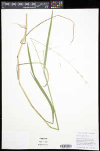 Glyceria acutiflora image