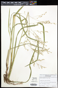 Glyceria canadensis image