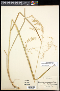 Glyceria canadensis image