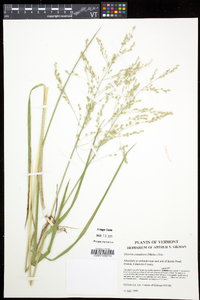 Glyceria canadensis image