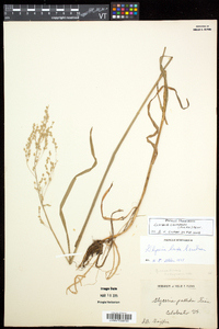 Glyceria canadensis image