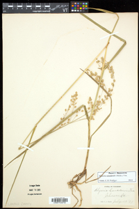 Glyceria canadensis image