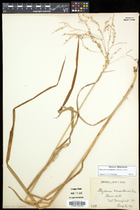 Glyceria canadensis image