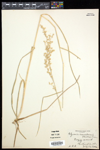 Glyceria canadensis image