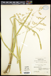 Glyceria canadensis image