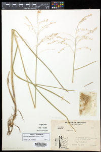 Glyceria canadensis image