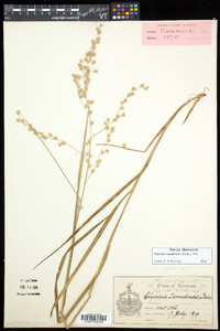 Glyceria canadensis image